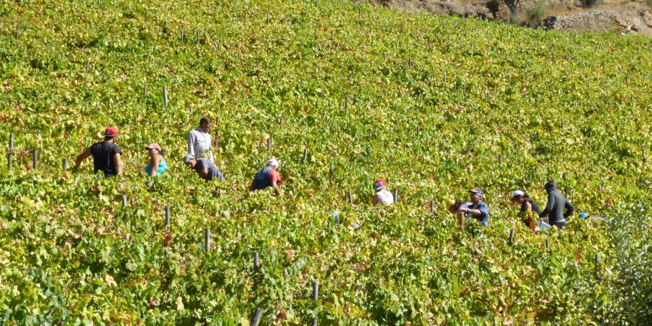 Douro, the 2018 harvest report: another atypical year. Alexandre Antas Botelho’s note