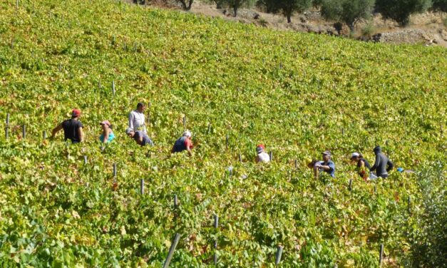 Douro, the 2018 harvest report: another atypical year. Alexandre Antas Botelho’s note